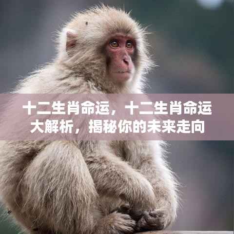 揭秘十二生肖命运走向，深度解析未来运势展望