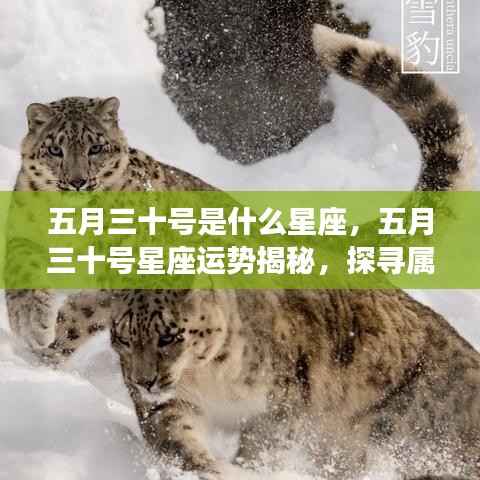 五月三十号星座运势揭秘，探寻属于你的星辰轨迹，掌握未来运势走向