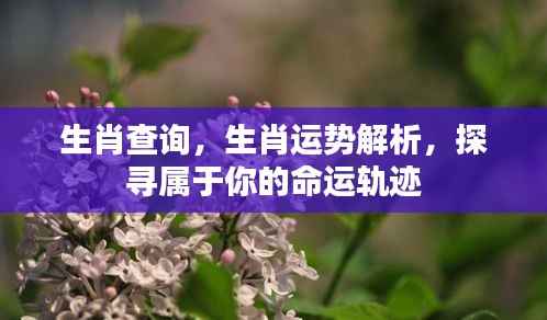 生肖运势解析,探寻个人命运轨迹与生肖关系