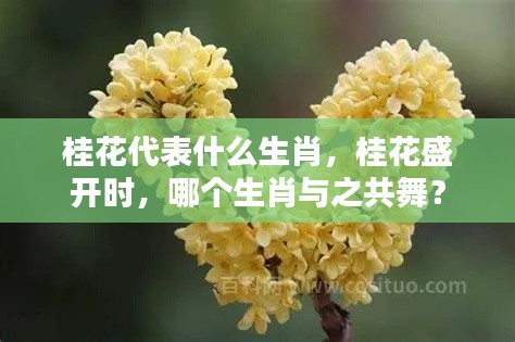 桂花与生肖的共舞，哪个生肖与盛开的桂花相伴共舞？