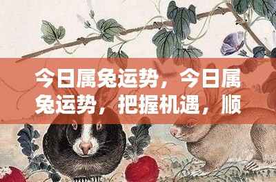 今日属兔运势详解,把握机遇,顺风顺水前行