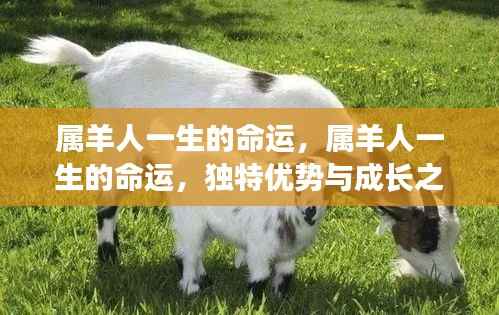 属羊人的命运轨迹,独特优势与成长之路探索